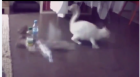 【猫片】微博热门动图的原版视频合集